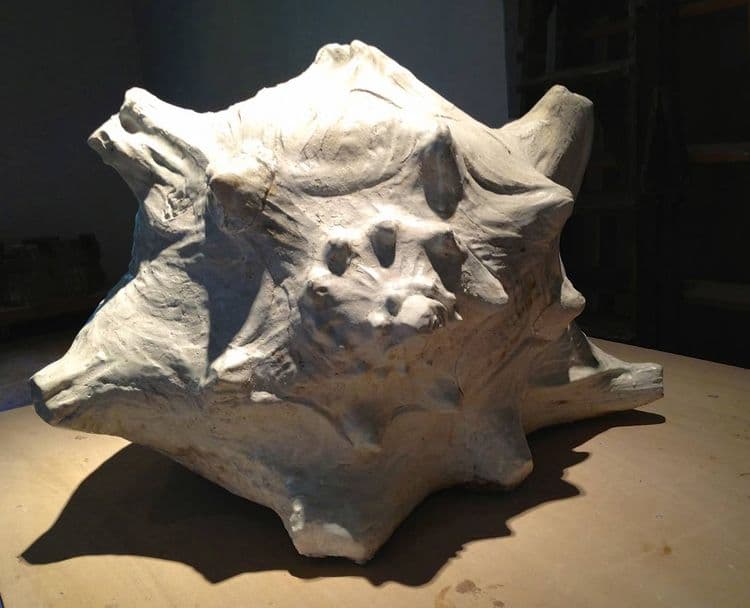 Conch Shell - Thumbnail 3